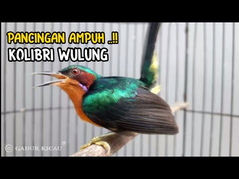 kowul gacor !! pancingan emosi kolibri wulung