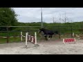 Show jumping horse Hengst v. Maestro van de Bisschop 2021