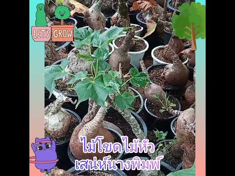 ไม้โขด-เสน่ห์นางพิมพ์-บัวบกโขด ไม้โขด-เสน่ห์นางพิมพ์-บัวบกโขด