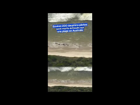 Environ 200 cétacés sont morts échoués sur une plage en Australie