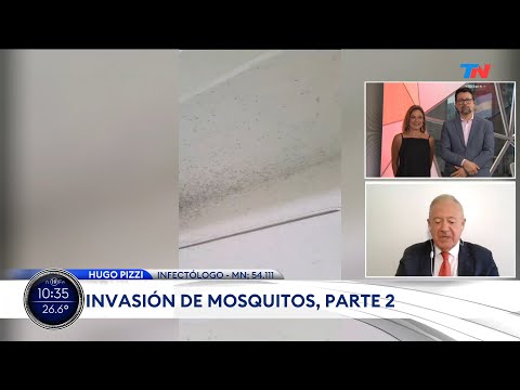 Invasión de mosquitos en el AMBA: por qué se produce, cuánto podría durar y qué pasa con el dengue