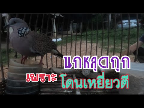 นกหลุดกุก…เพราะโดนเหยี่ยวตี…เก