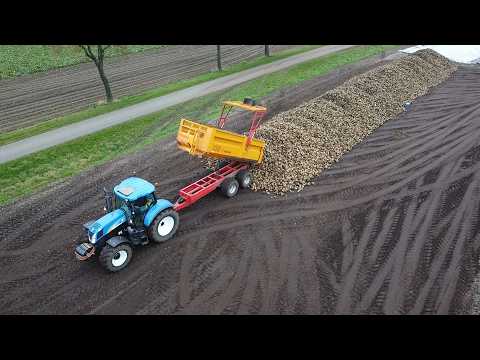 Markvoort beet harvest