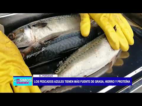 El Porvenir: Los pescados azules tienen más fuente de grasa, hierro y proteína