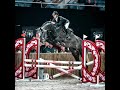 Show jumping horse Jaarling hengst uit goeie stam