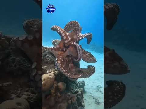 Octopus #viral