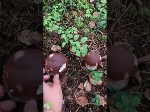 ้เห๊ดผึ้งหวานสวยๆ