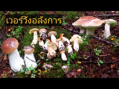 #เก็บเห็ด❗เห็ดผึ้งหวานดอกอวบๆต #เก็บเห็ด❗เห็ดผึ้งหวานดอกอวบๆต