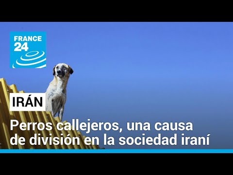 Irán: el aumento de ataques de perros callejeros enfrenta a animalistas con el régimen