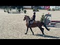 Show jumping horse 4 jarige ruin uit stam Cordula de Laubry