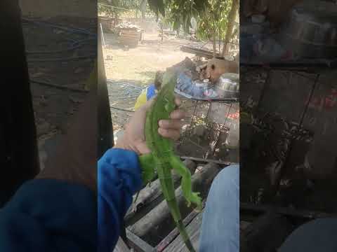 อีกัวน่าเมืองตาก