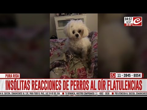 Mascotas reaccionan a los peditos de sus dueños y el video se hace viral