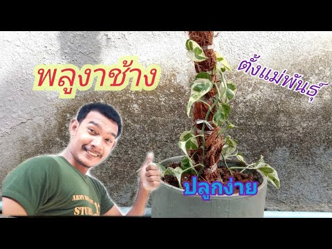 พลูงาช้าง-|-สร้างแม่พันธุ์พลูง พลูงาช้าง-|-สร้างแม่พันธุ์พลูง