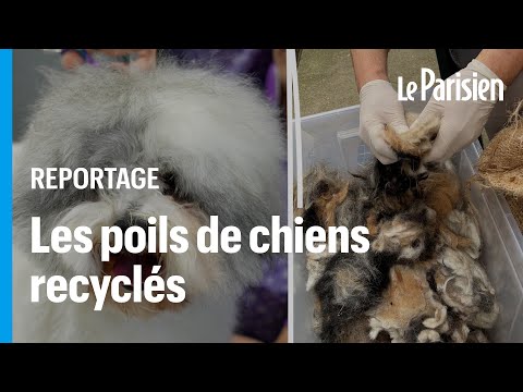 Cette start-up française recycle les poils de nos animaux de compagnie