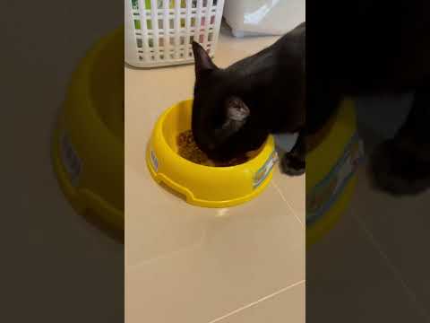 Mumi Family แมวดำกินข้าวMumiFamily