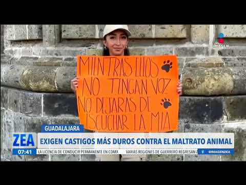 Realizan marcha contra el maltrato animal en Guadalajara, Jalisco | Noticias con Francisco Zea