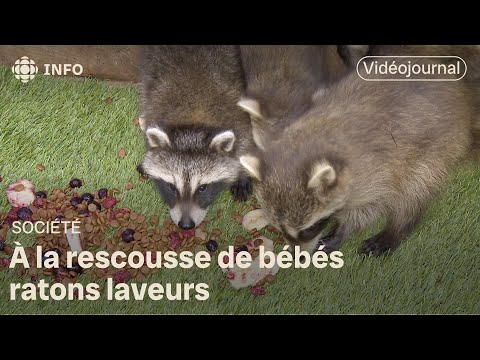Une Saskatchewanaise sauve des bébés ratons laveurs | Vidéojournal Saskatchewan