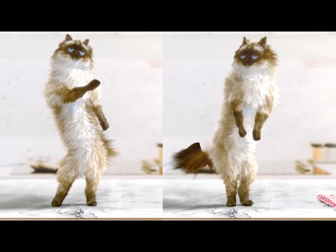 Cat Funny CatFunnyDancing