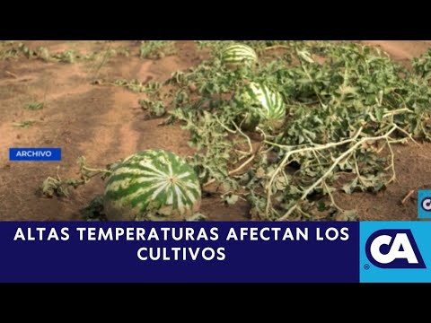 Preocupación en el sector agrícola guatemalteco por altas temperaturas