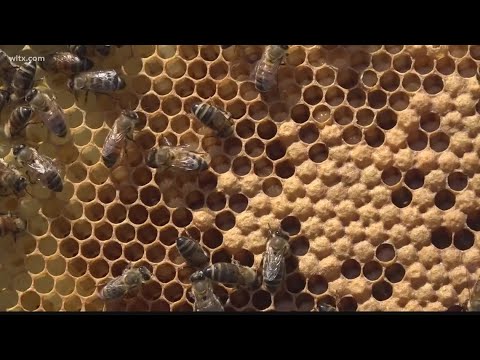 How you can help preserve local bee populations in your own backyard