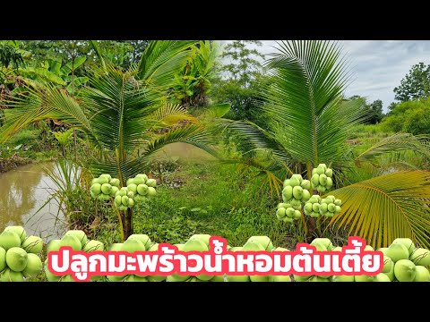 พีเจฟาร์ม Pj Farm เกษตรผสมผสาน ปัญหาการปลูกมะพร้าวน้ำหอมต้นเตี้ยที่คนปลูกต้องรู้และเข้าใจมะ