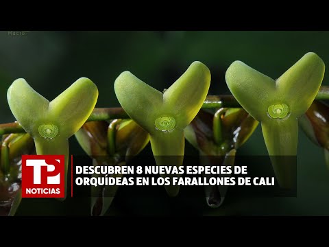 Descubren 8 nuevas especies de orquídeas en los Farallones de Cali I 13.01.2024 I TP Noticias