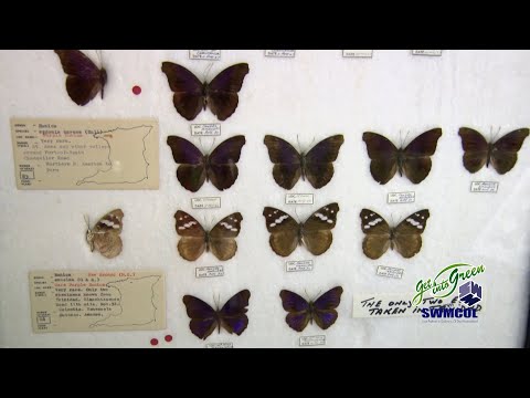 Keeping It Green - T&T's Butterfly Collection