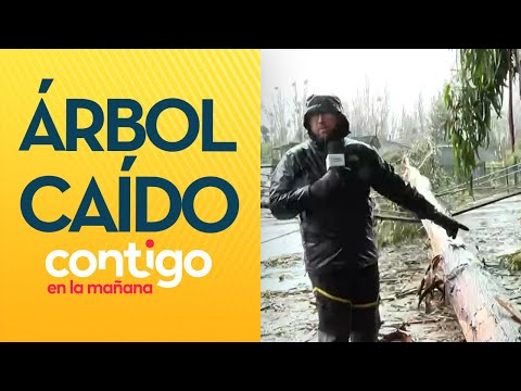 ESO ES MUY PELIGROSO: Árbol derribó cables eléctricos en Calera de Tango - Contigo en la Mañana