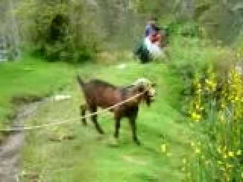 Video: ožys 1 - bebras 0