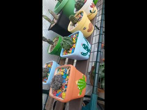 ยิมโนมาเยียนั่ม-🌵🌵🌵สะพรั่งบานน ยิมโนมาเยียนั่ม-🌵🌵🌵สะพรั่งบานน