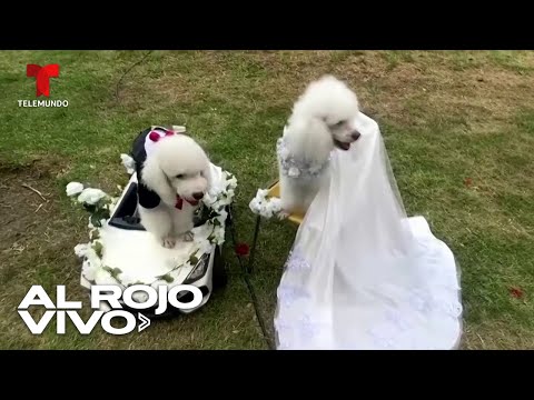 Celebran boda masiva de parejas caninas vestidas de blanco en un parque de Perú