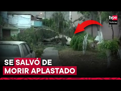 SJL: árbol cae y bloquea vía en urbanización en Cajamarca