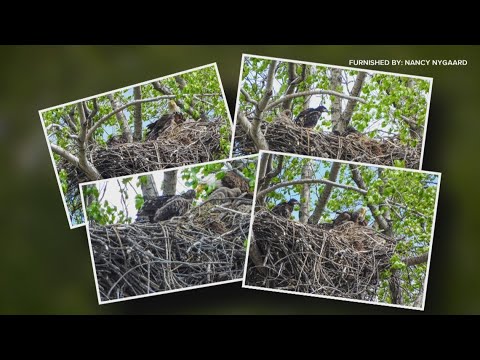 Four eaglets hatched in a single nest