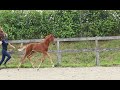 Dressage horse Super lief merrieveulen O'Toto van de Wimphof x Vivaldi