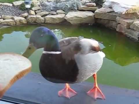 Video: Ducks - quack quack