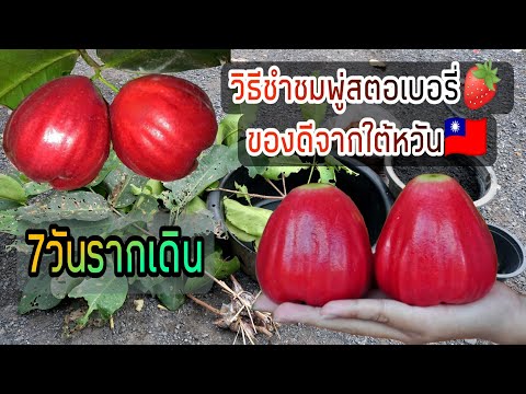 วิธีชำชมพู่สตอเบอรี่🍓ของดีจากใ