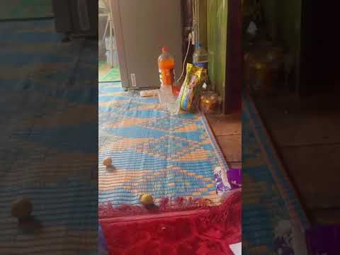 អាគុណធាមកពីលេងផ្ទះ-មានផ្លែឈើច្ អាគុណធាមកពីលេងផ្ទះ-មានផ្លែឈើច្