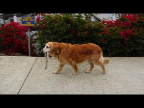 Video: Šunų pasivaikščiojimo pats - 