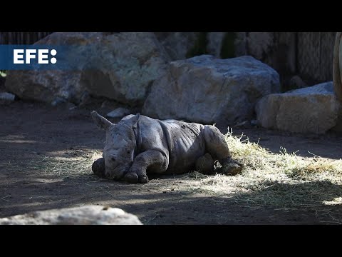 Nace en Chile 'Silverio', tercer rinoceronte blanco en Sudamérica