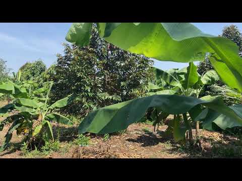การดูแลทุเรียน-น้ำสำคัญเหนือสิ การดูแลทุเรียน-น้ำสำคัญเหนือสิ