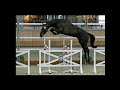 Show jumping horse Dominator 2000 z x Nabab de Rêve x Cash x Lord