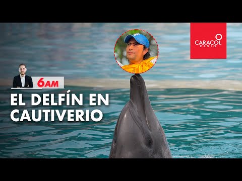 El delfín en cautiverio | Caracol Radio
