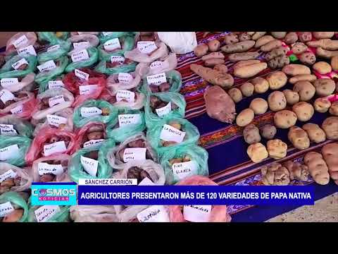Sánchez Carrión: Agricultores presentaron más de 120 variedades de papa nativa