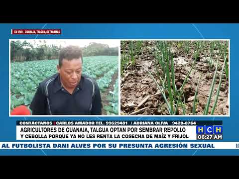 El maíz y frijol ya no da | Agricultores de Guanaja, Talgua le apuestan a la siembra de repollo