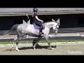Show jumping horse 6 jarige merrie v. Baloubet Du Rouet x Corland