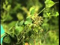Ежевика: Rubus fruticosus (Ежевика)