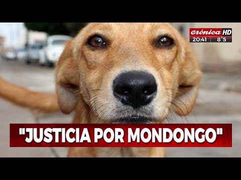 Ex policía mató a un perro: la historia del asesinato de Mondongo