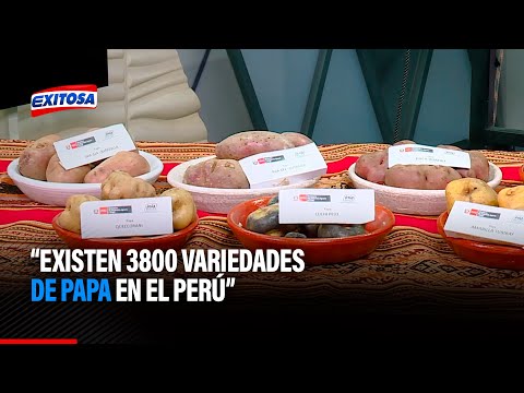 Día Nacional de la Papa: Tenemos 3800 variedades del tubérculo en el Perú