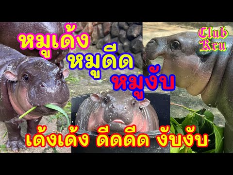 เพลงหมูเด้ง(MooDeng)