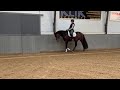 Dressage horse Correct, talentvol, braaf dressuurpaard